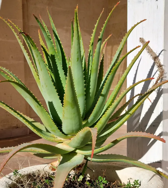 L'energia delle piante Aloe Arborescens pianta bio 5 anni