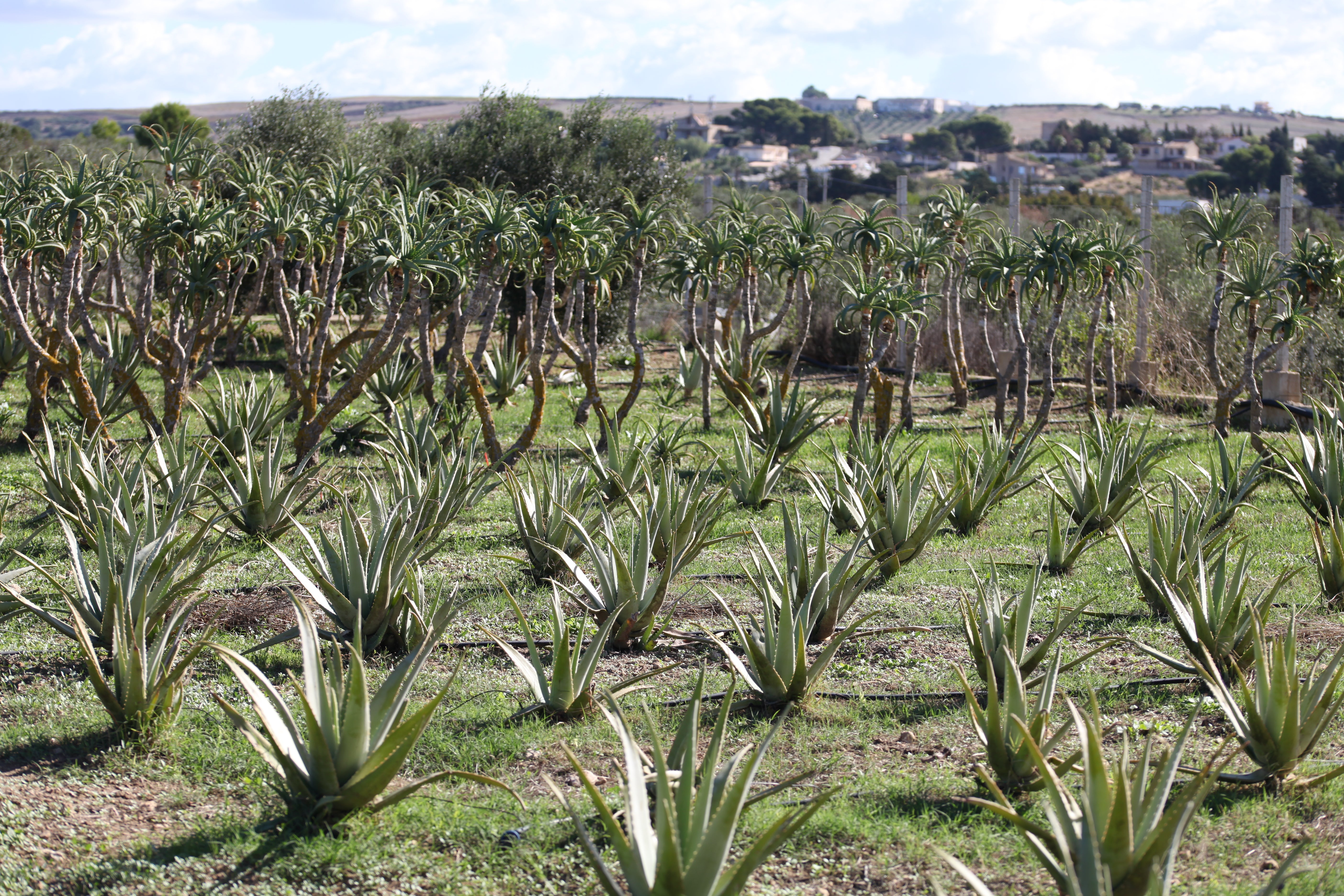 Teo Natura Aloe di padre zago arborescens e miele 750 ml
