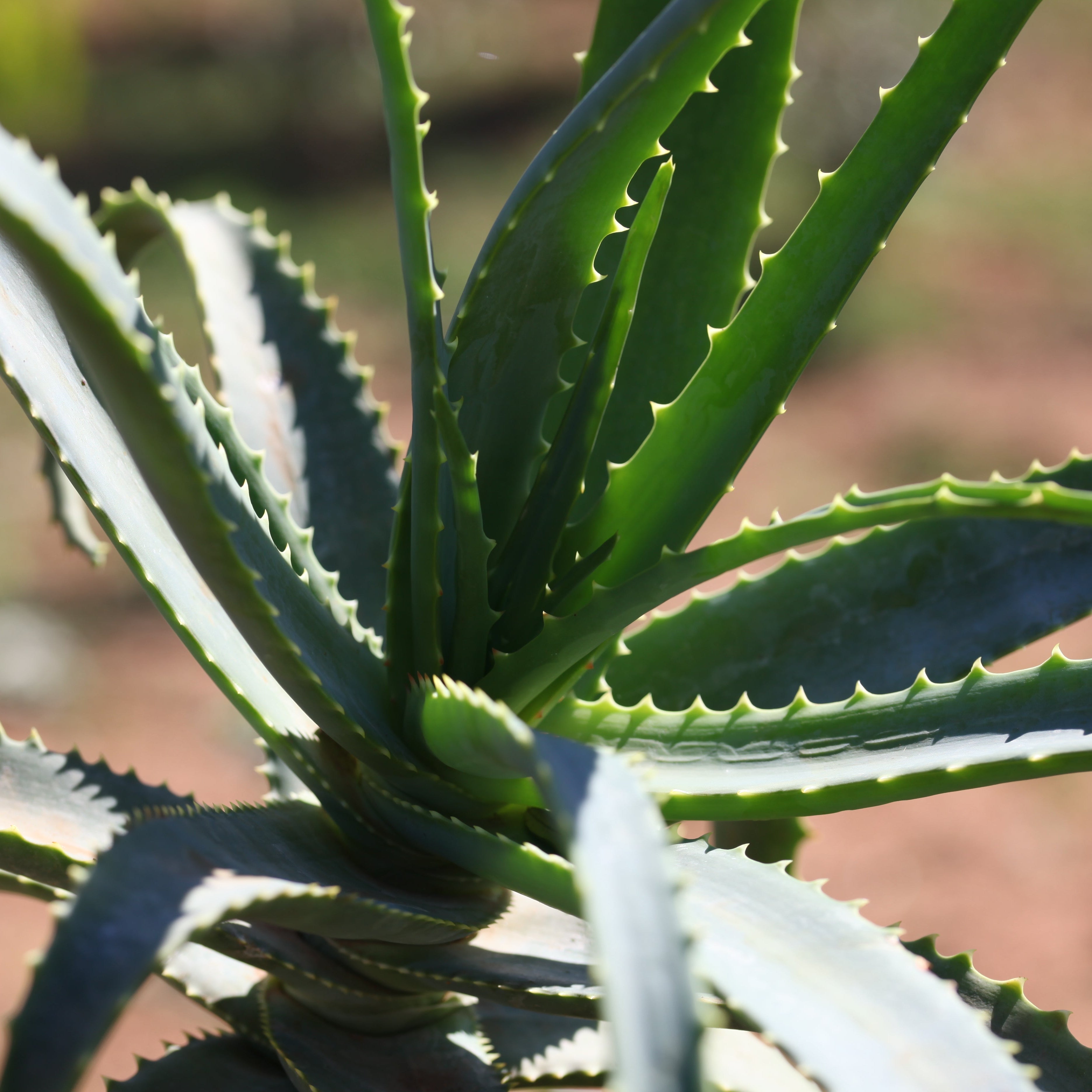 Teo Natura Piante e Foglie Aloe Arborescens pianta in vaso