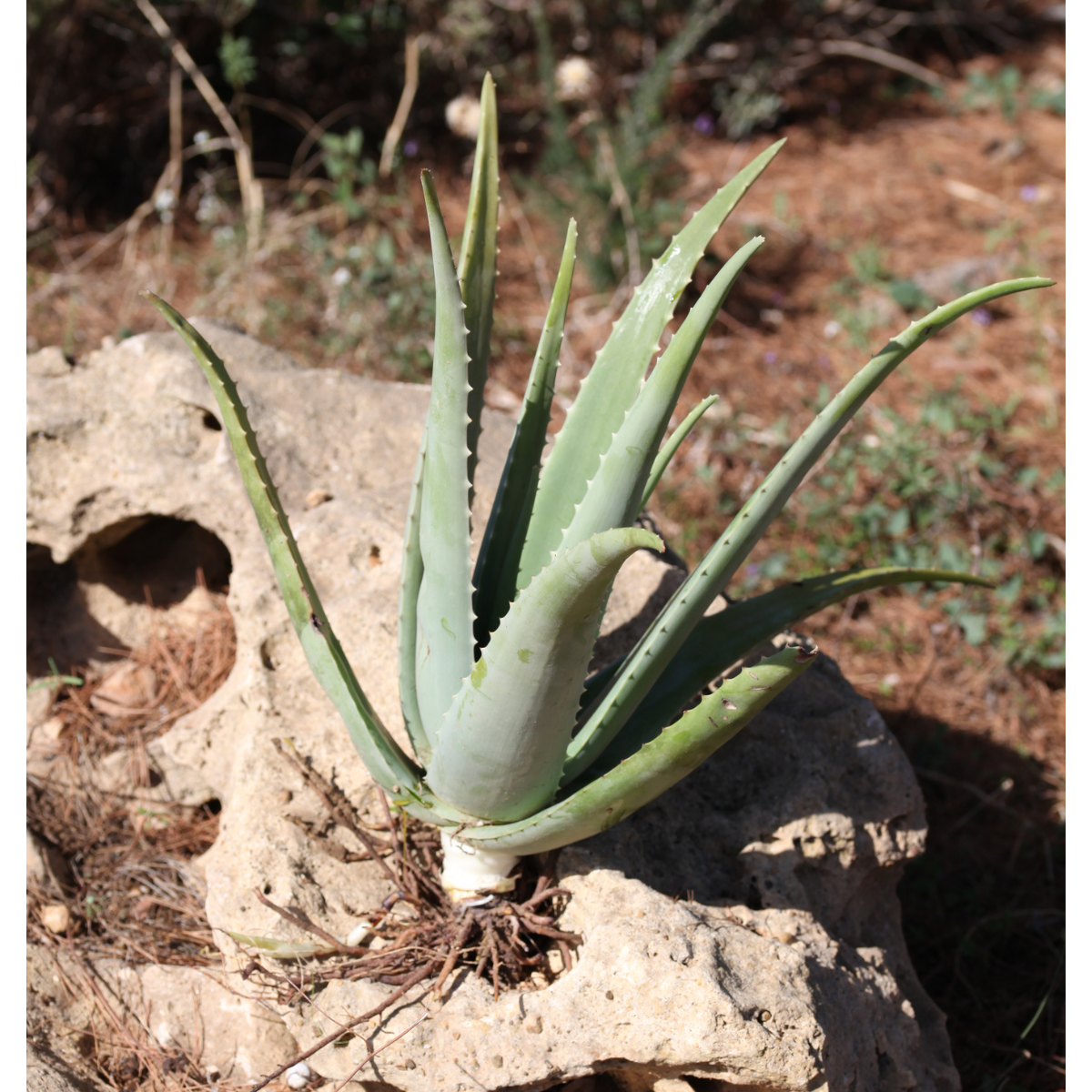 Teo Natura Piante e Foglie Aloe Vera Bio Radice Nuda