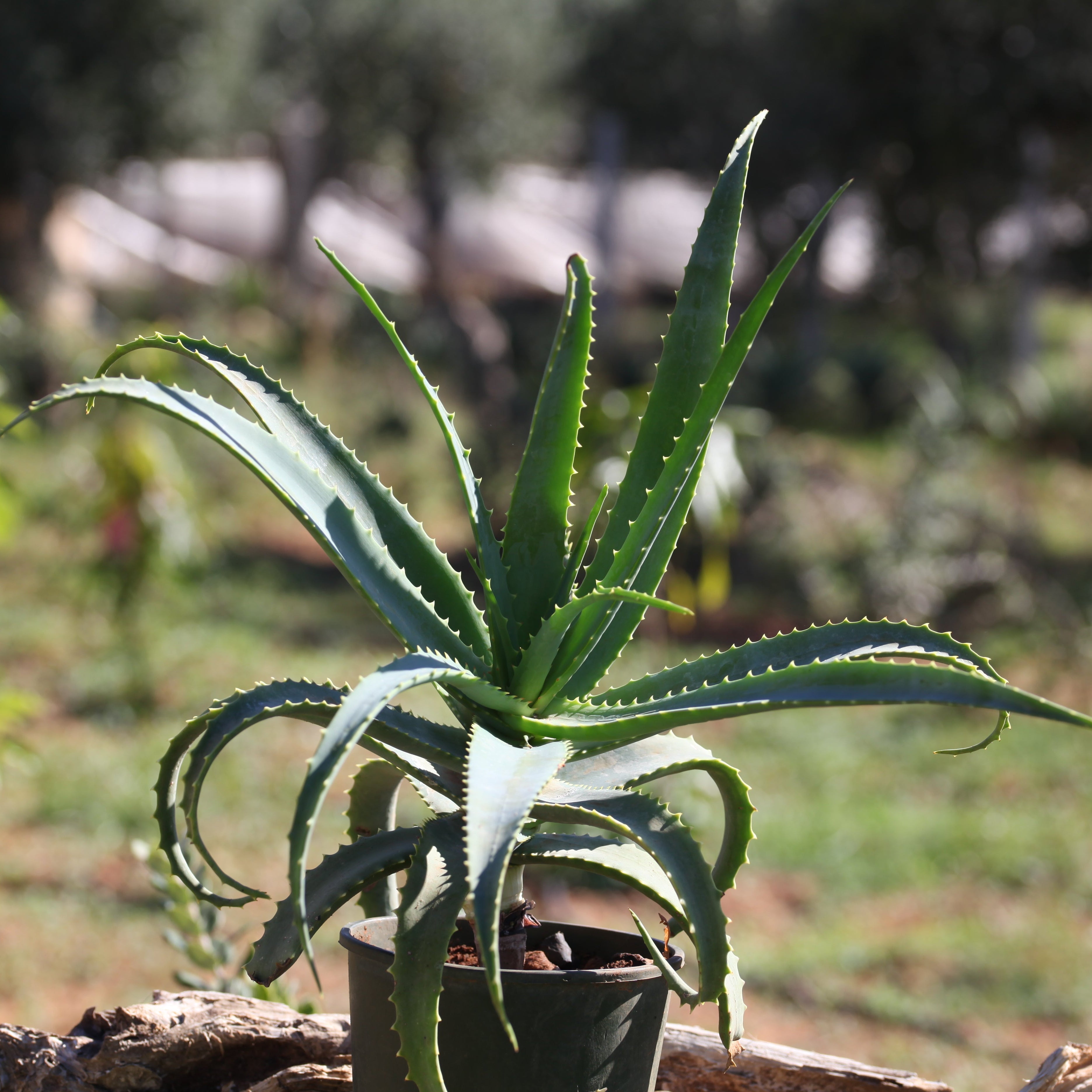 Teo Natura Piante e Foglie Aloe Arborescens pianta in vaso