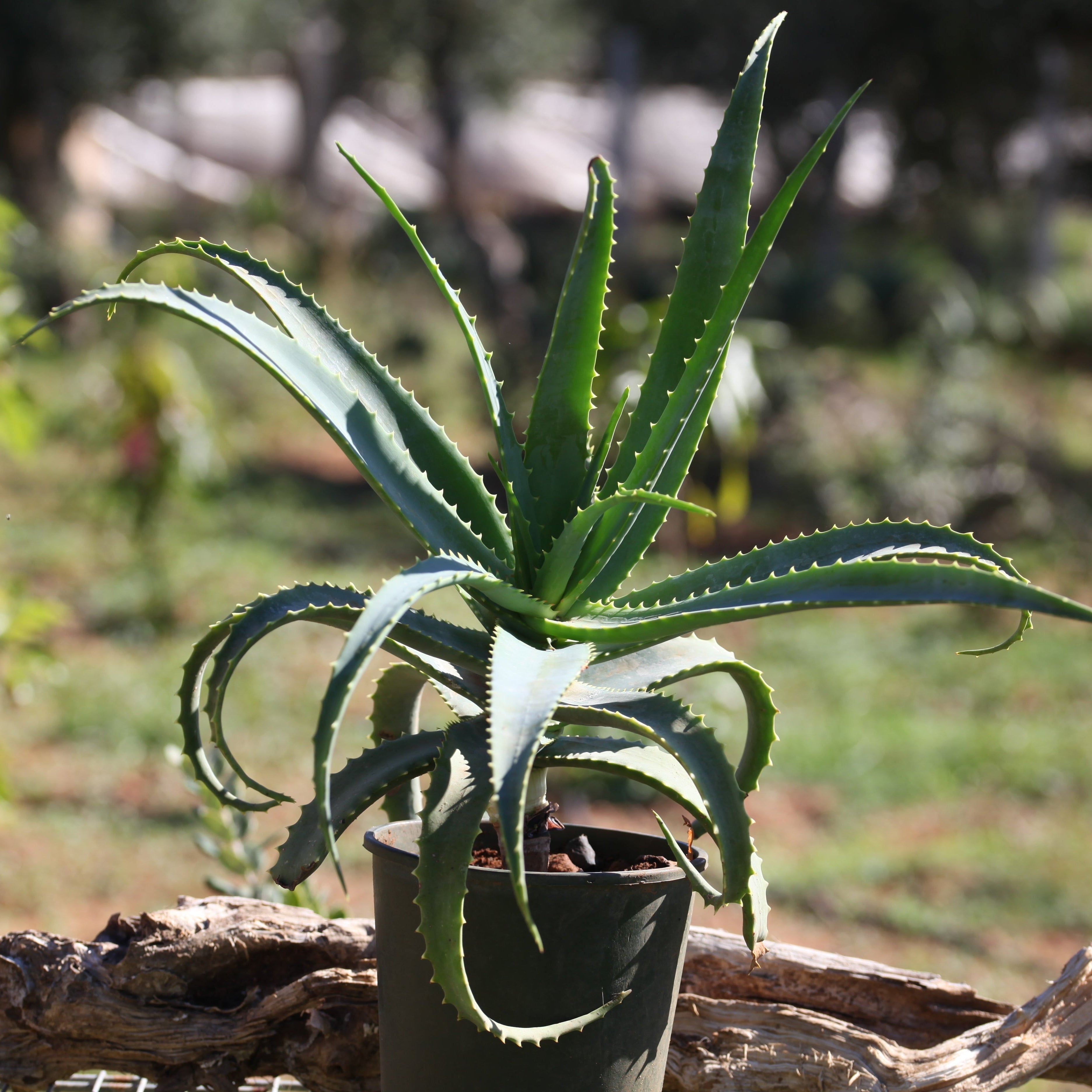 Teo Natura Piante e Foglie Aloe Arborescens pianta in vaso