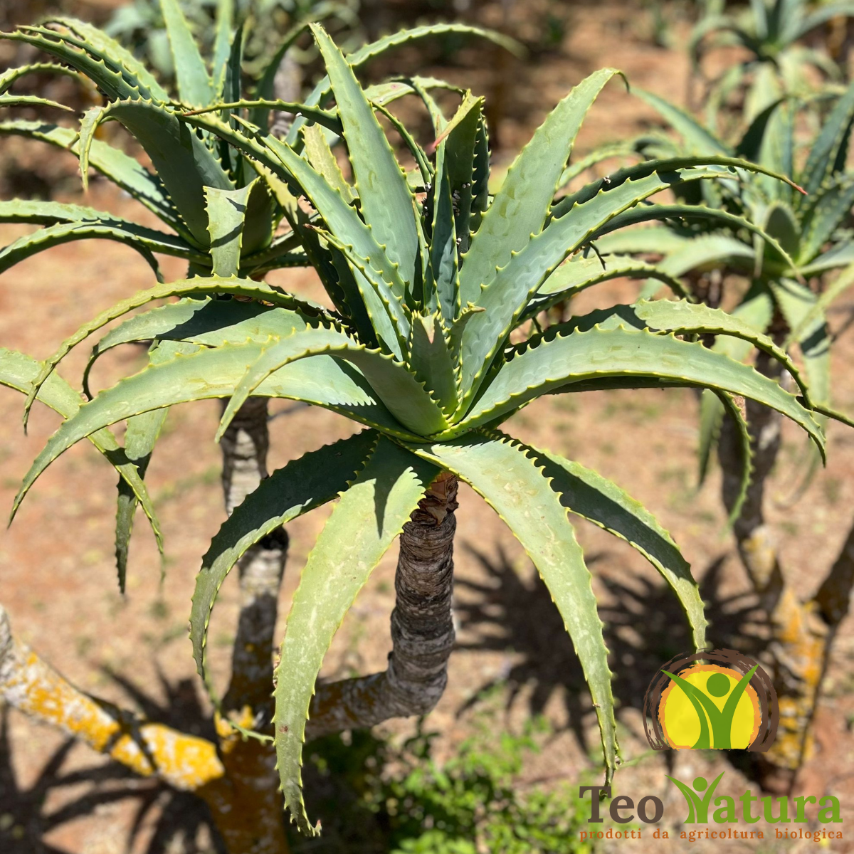 Teo Natura Piante e Foglie Pianta Aloe Arborescens Foglia Larga