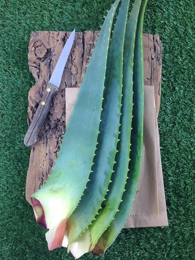 L'energia delle piante Aloe Arborescens foglie bio 1 kg