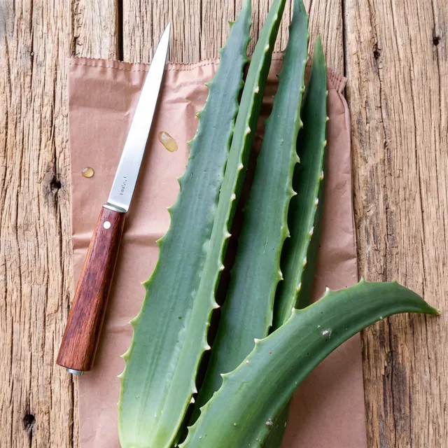 Teo Natura Foglie Fresche Aloe Arborescens Bio 1 Kg