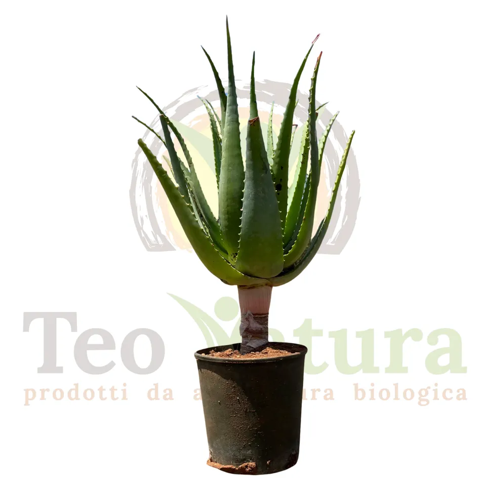 Teo Natura Piante e Foglie Pianta Aloe Arborescens Foglia Larga