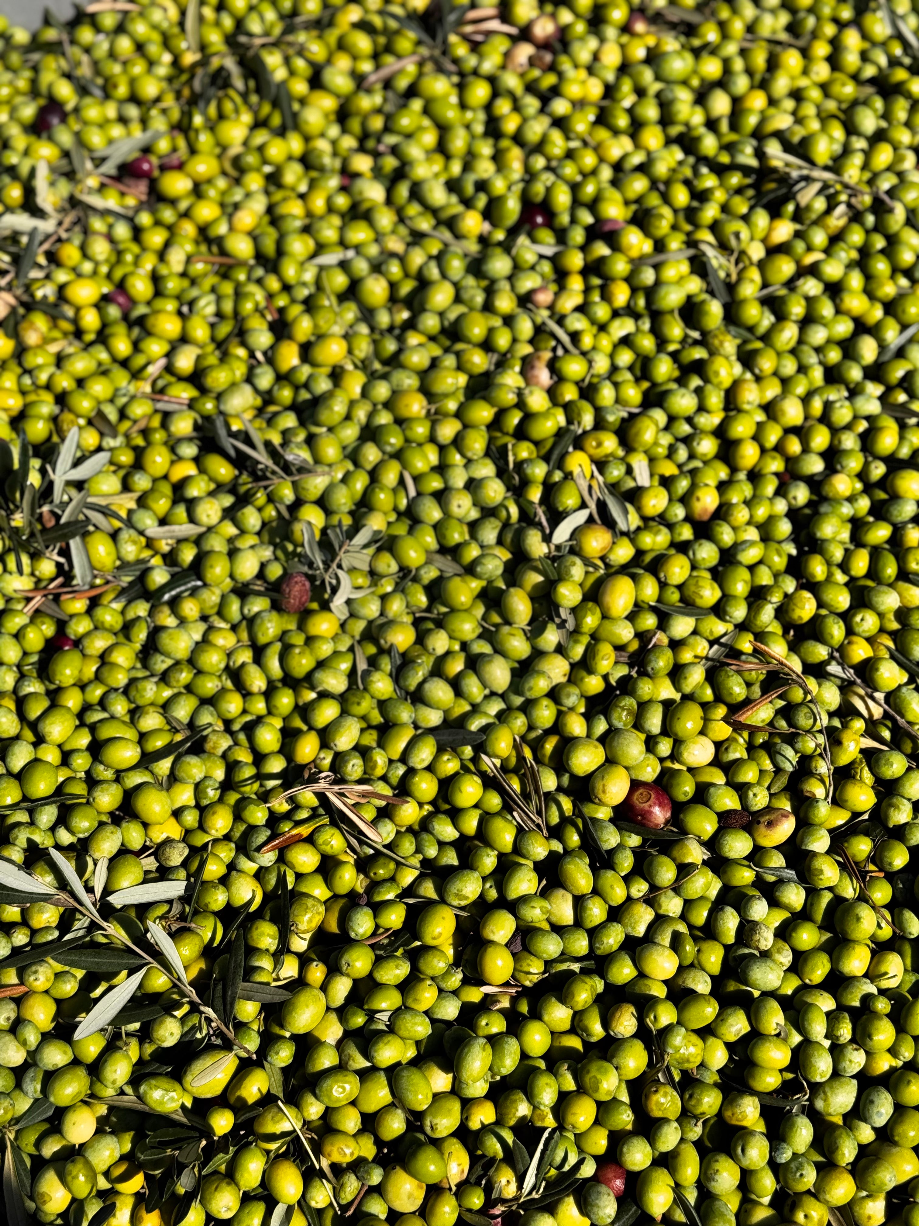 Teo Natura Olive Oil Olio EVO Bio 1 Litro Latta