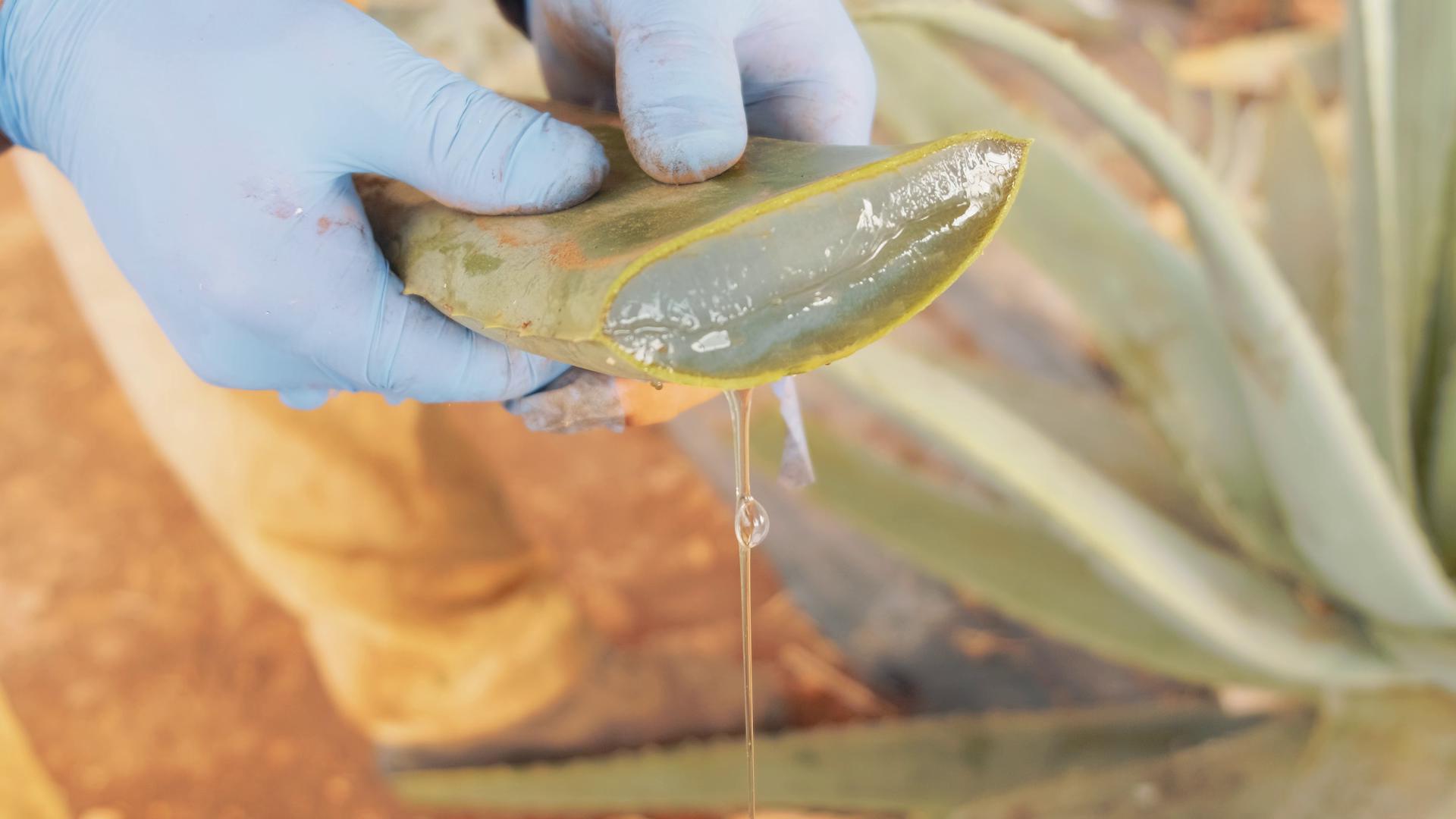 L'energia delle piante Aloe Arborescens Padre Zago succo 500 ml