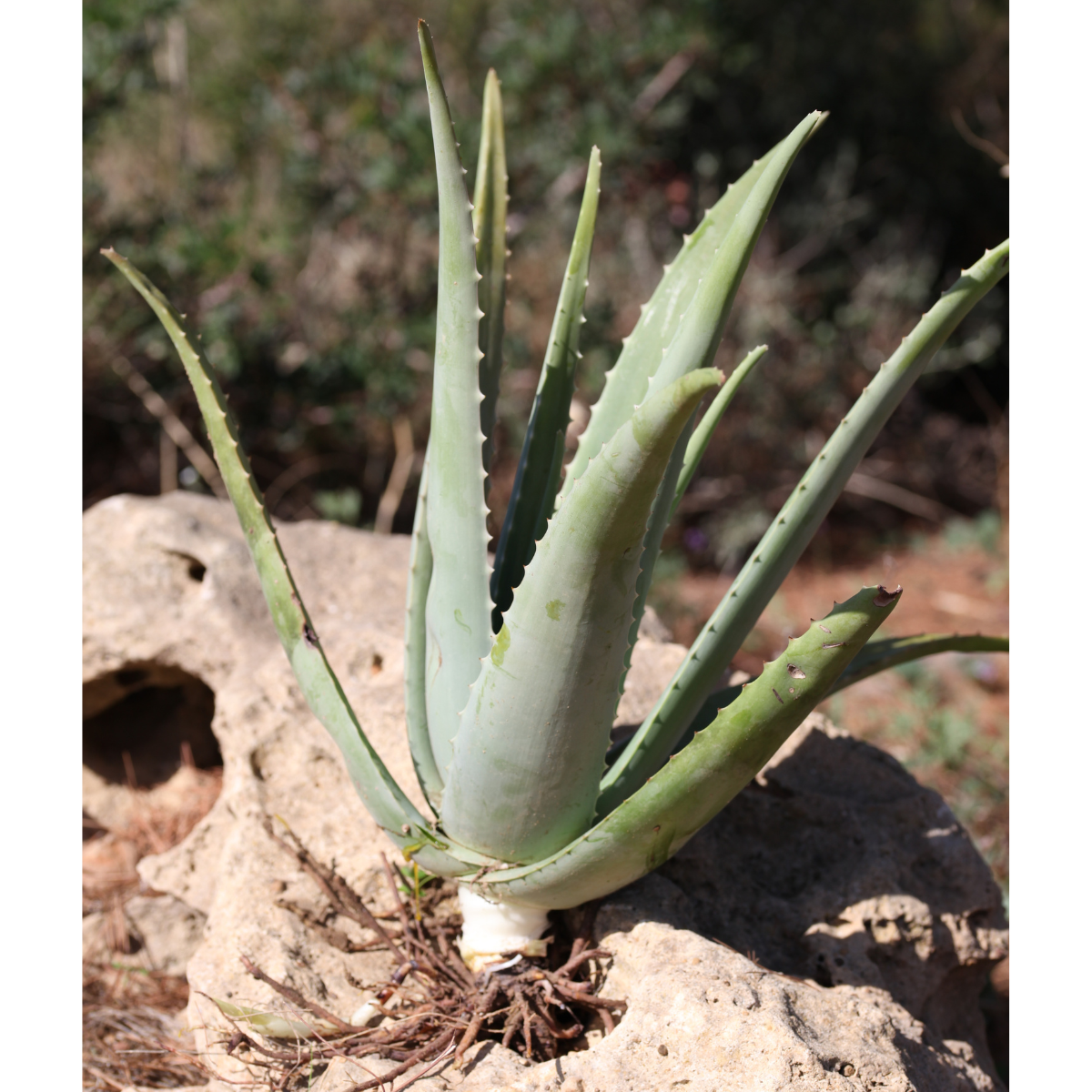 Teo Natura Piante e Foglie Aloe Vera Bio Radice Nuda