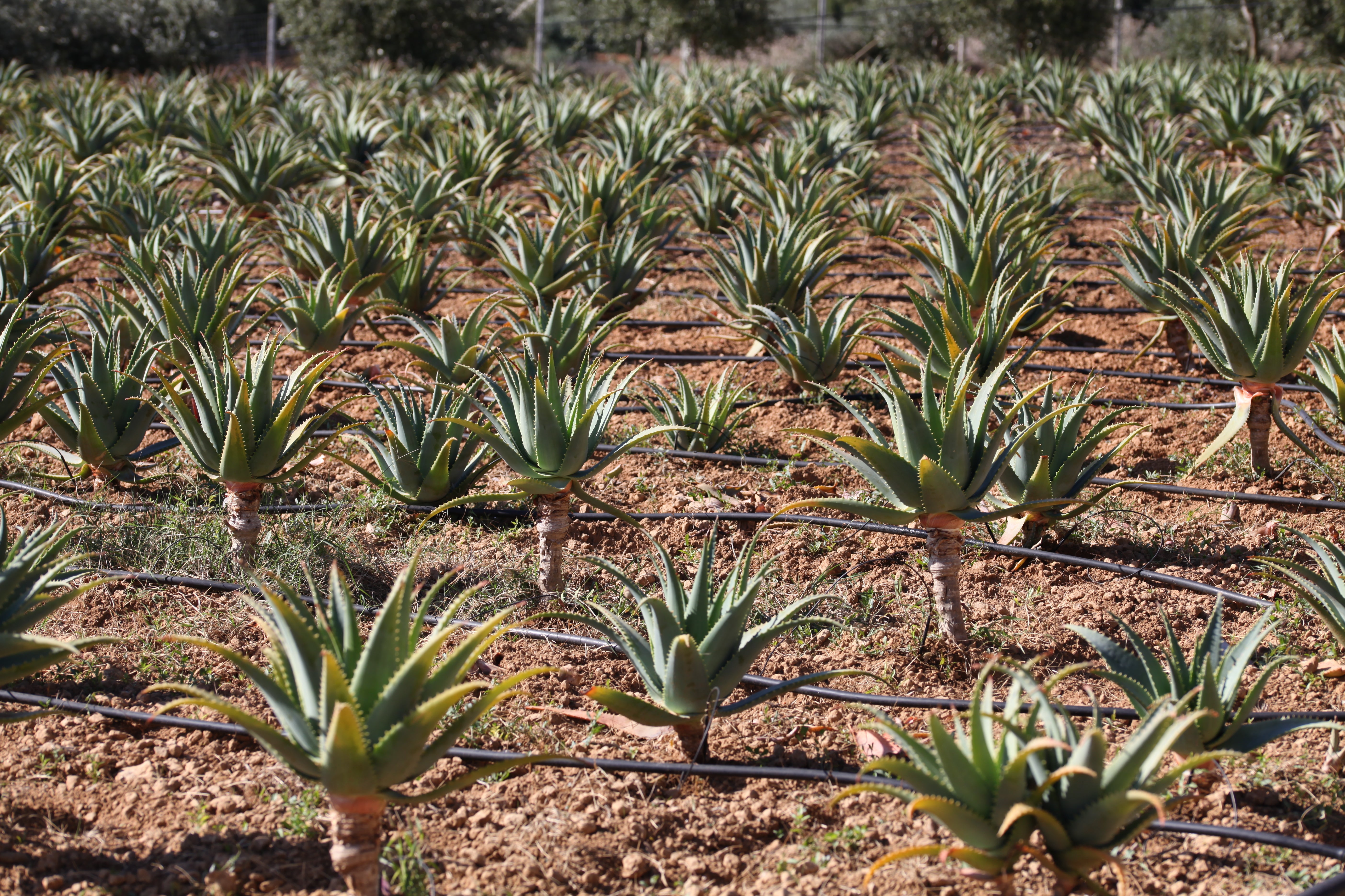 Teo Natura Aloe di padre zago arborescens e miele 750 ml