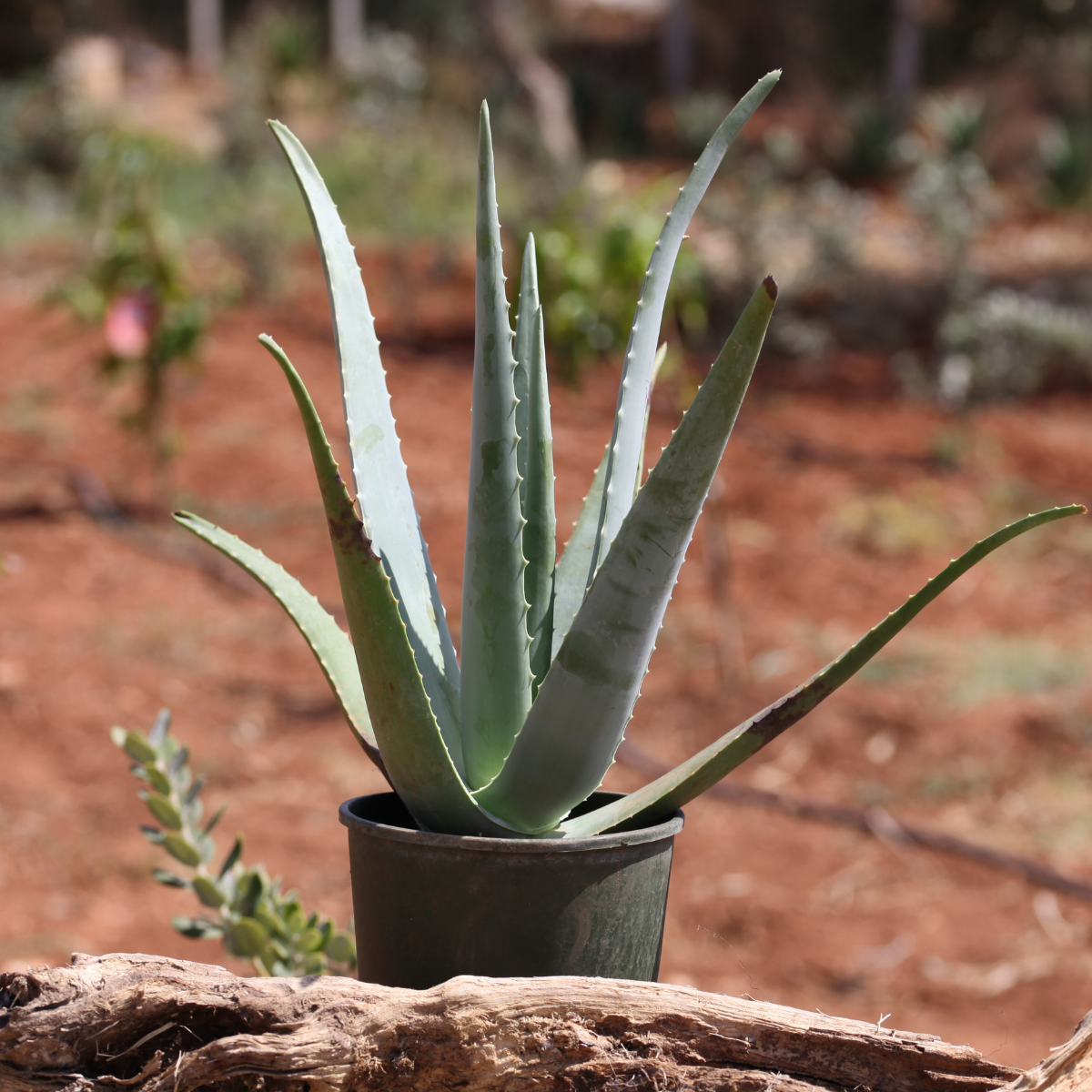 Teo Natura Piante e Foglie Pianta Aloe Vera Biologica 5 Anni