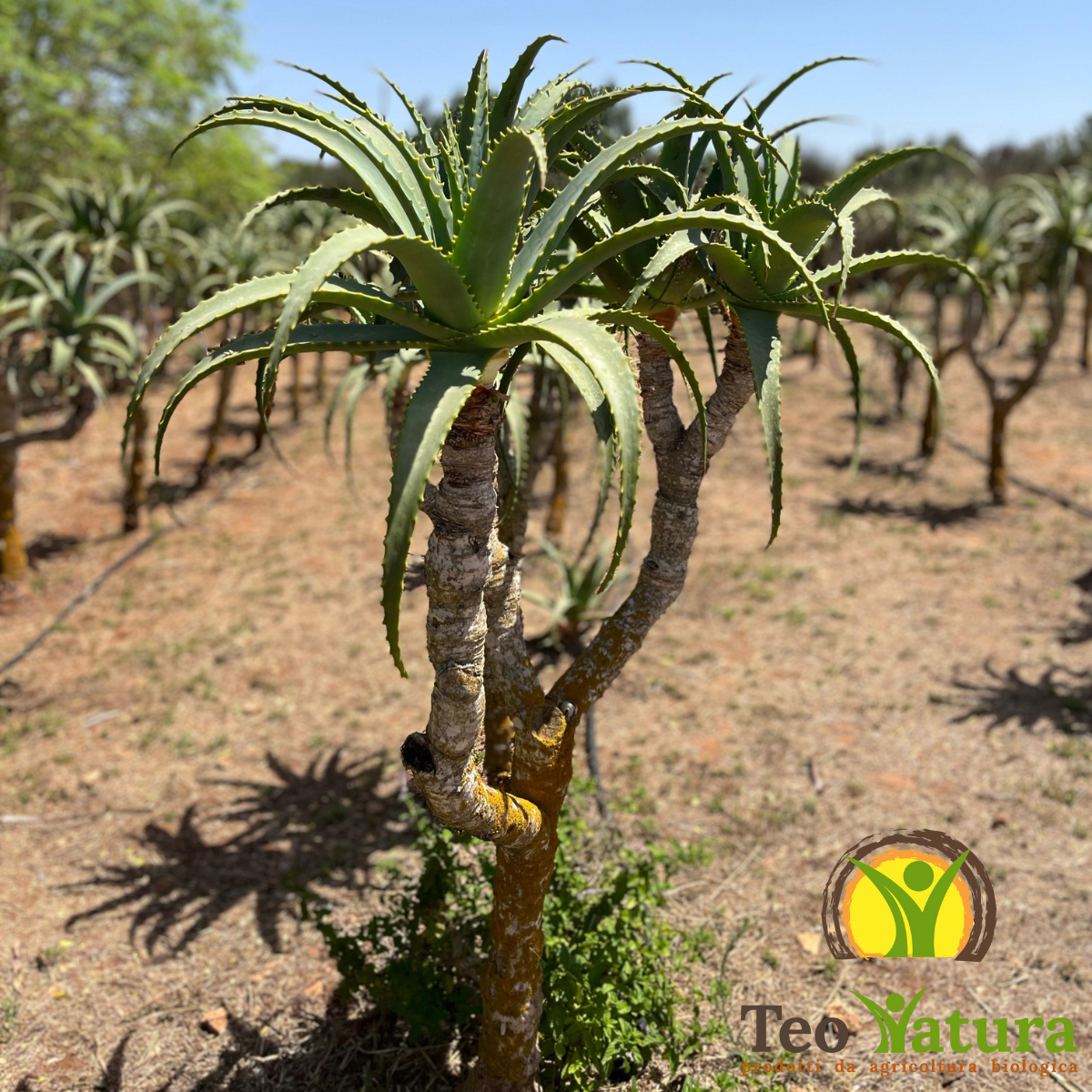 Teo Natura Piante e Foglie Pianta Aloe Arborescens Foglia Larga
