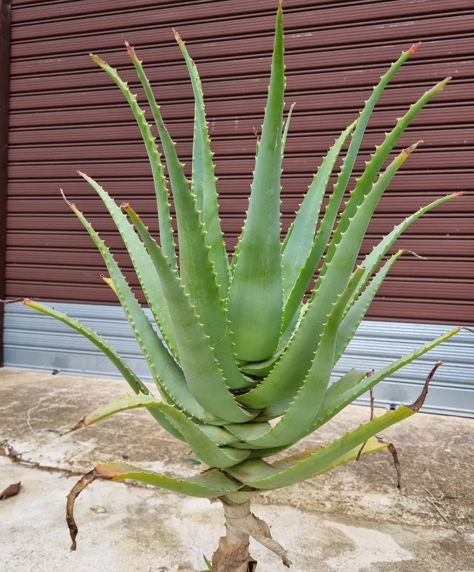 L'energia delle piante Aloe Arborescens Miller pianta bio 3 anni