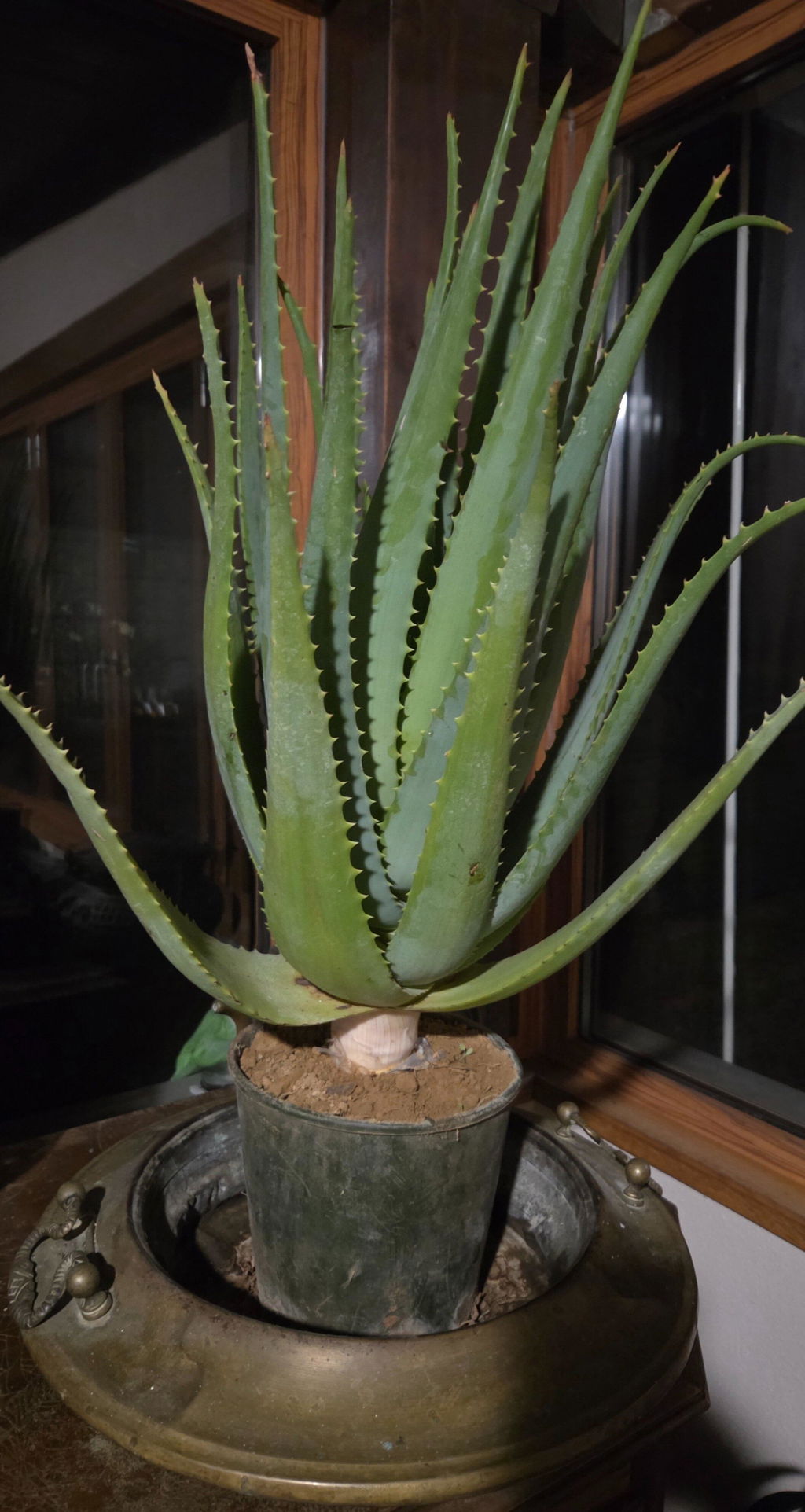 Teo Natura Aloe Arborescens Pur Aloe Succo 500 ml Puro