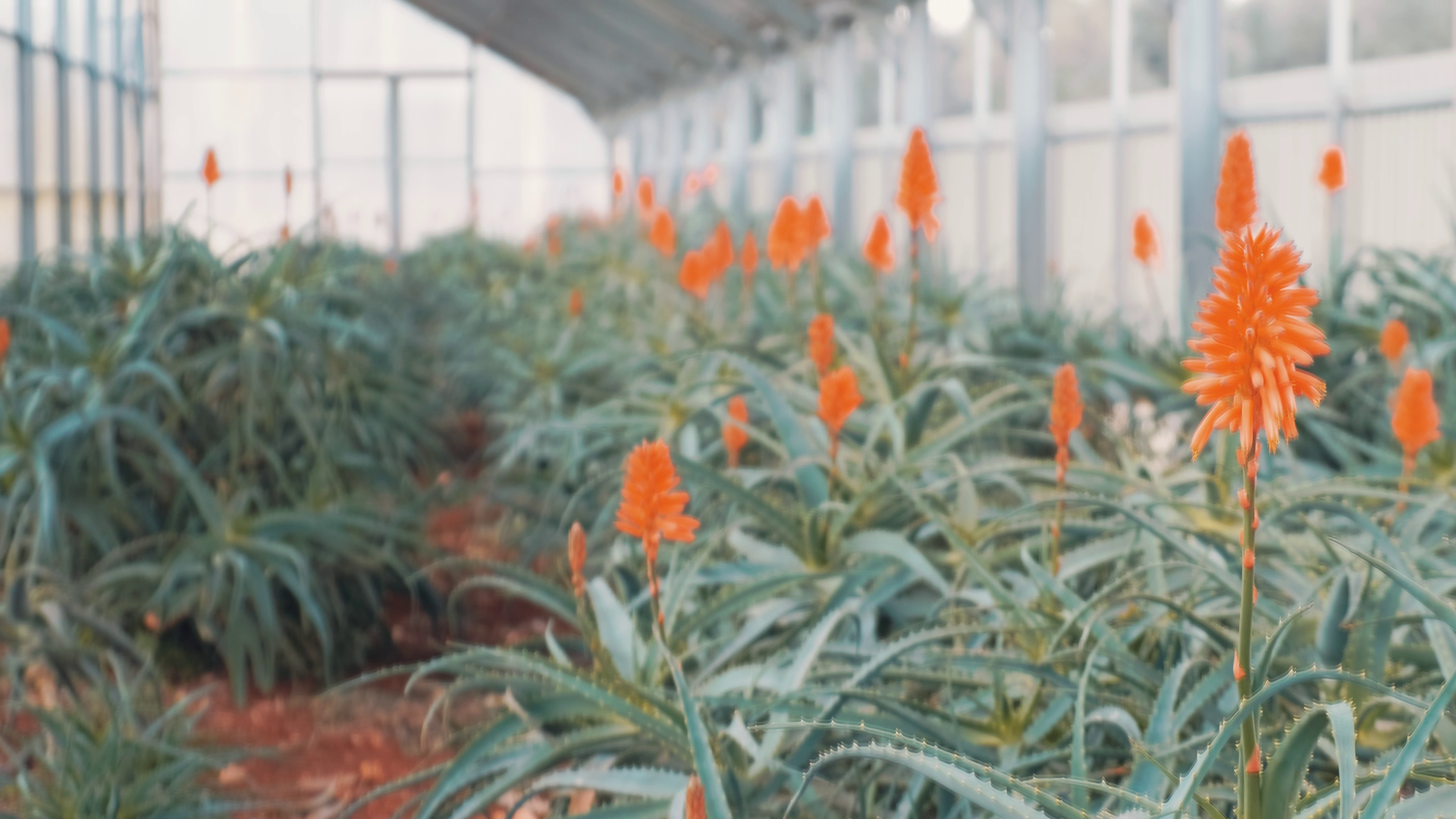 L'energia delle piante Aloe Arborescens Padre Zago succo 500 ml