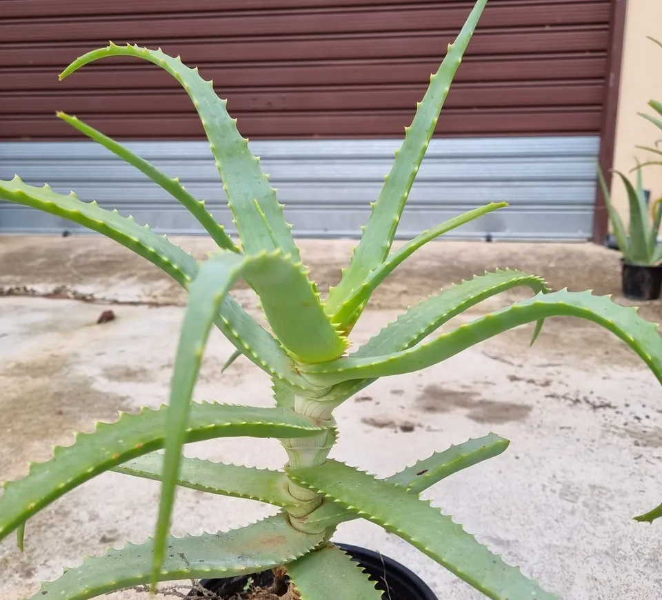 L'energia delle piante Aloe Arborescens pianta bio 1 anno