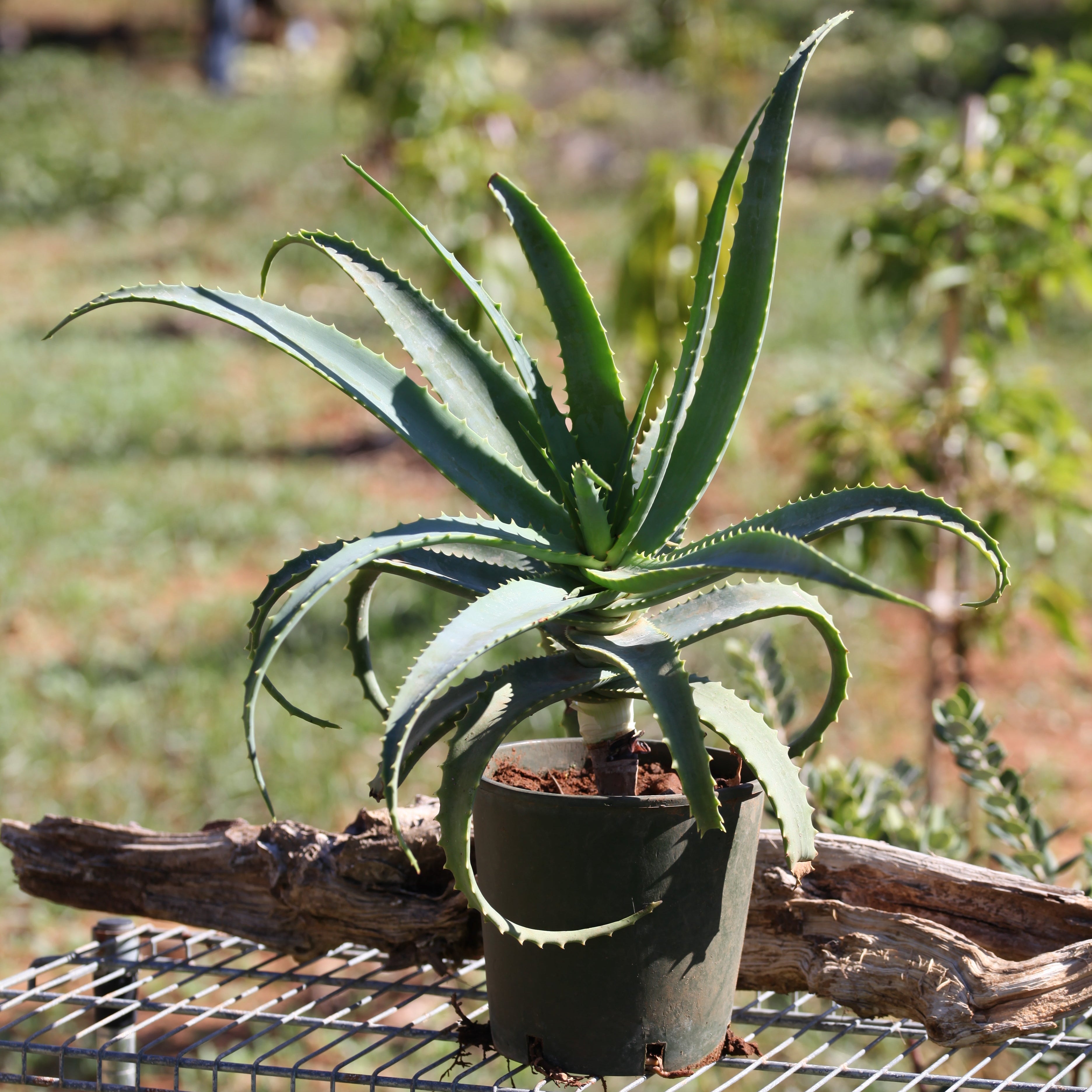 Teo Natura Piante e Foglie Aloe Arborescens pianta in vaso