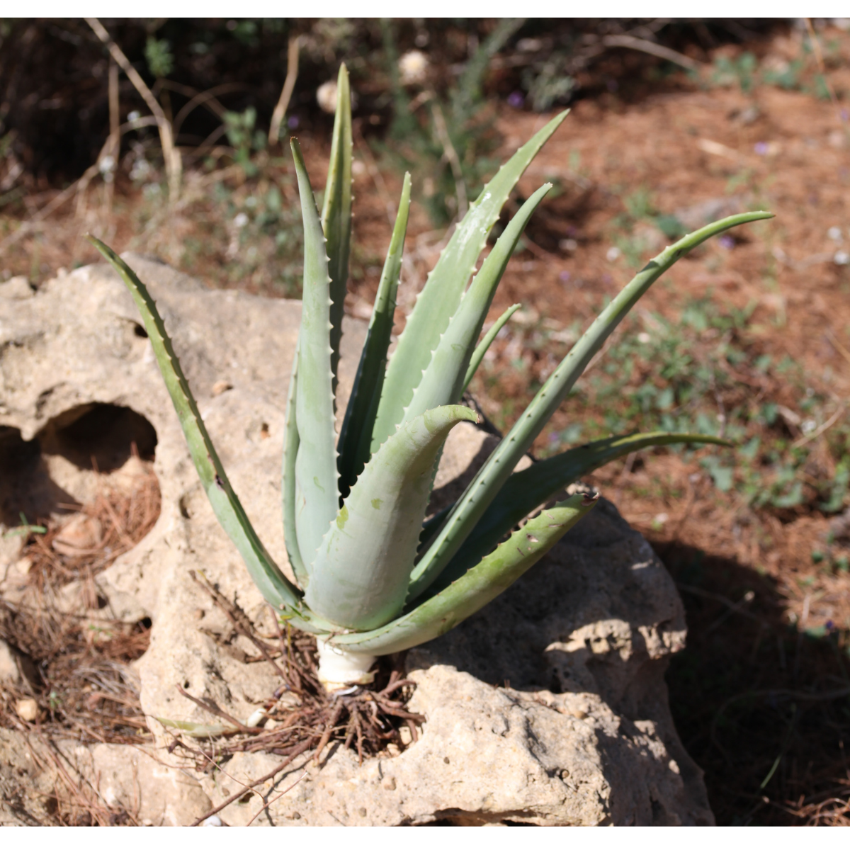 Teo Natura Piante e Foglie Aloe Vera Bio Radice Nuda