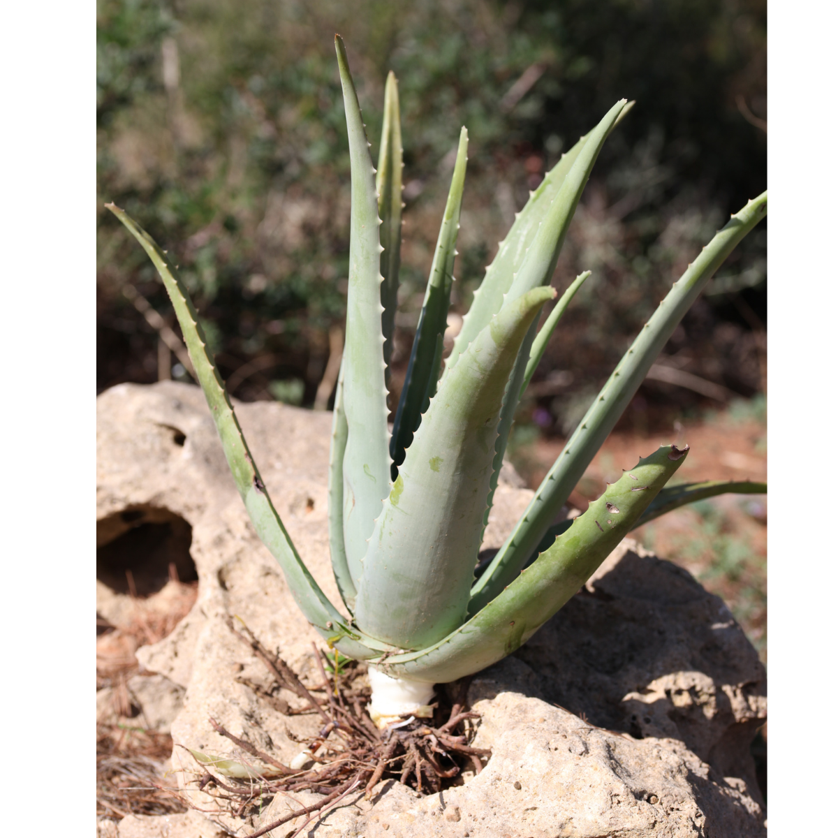 Teo Natura Piante e Foglie Aloe Vera Bio Radice Nuda