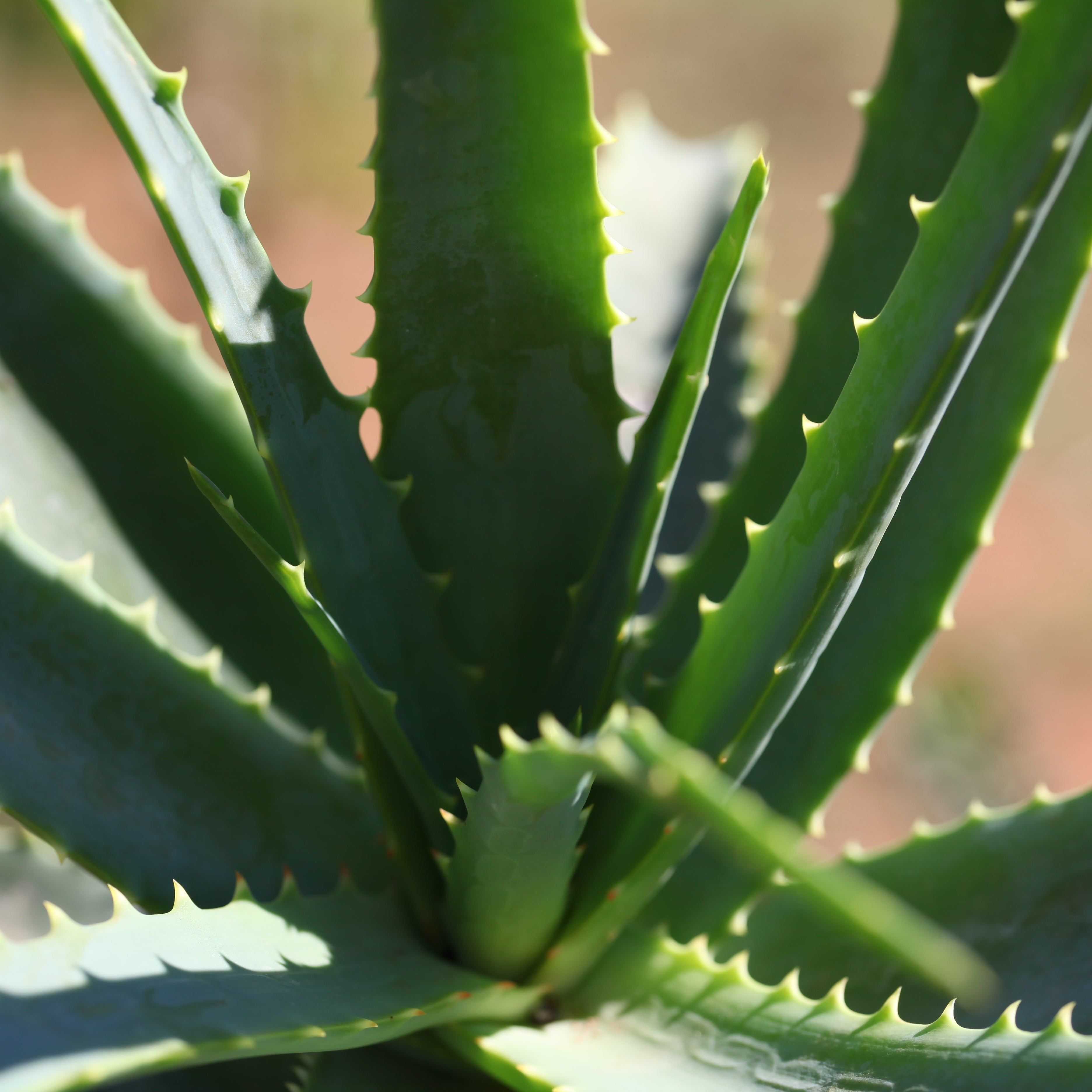 Teo Natura Piante e Foglie Aloe Arborescens pianta in vaso
