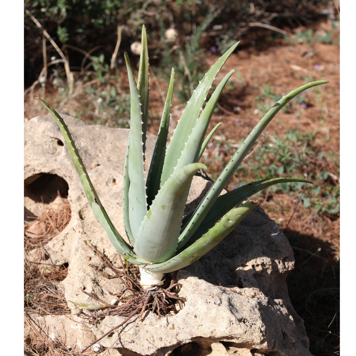 Teo Natura Piante e Foglie Aloe Vera Bio Radice Nuda