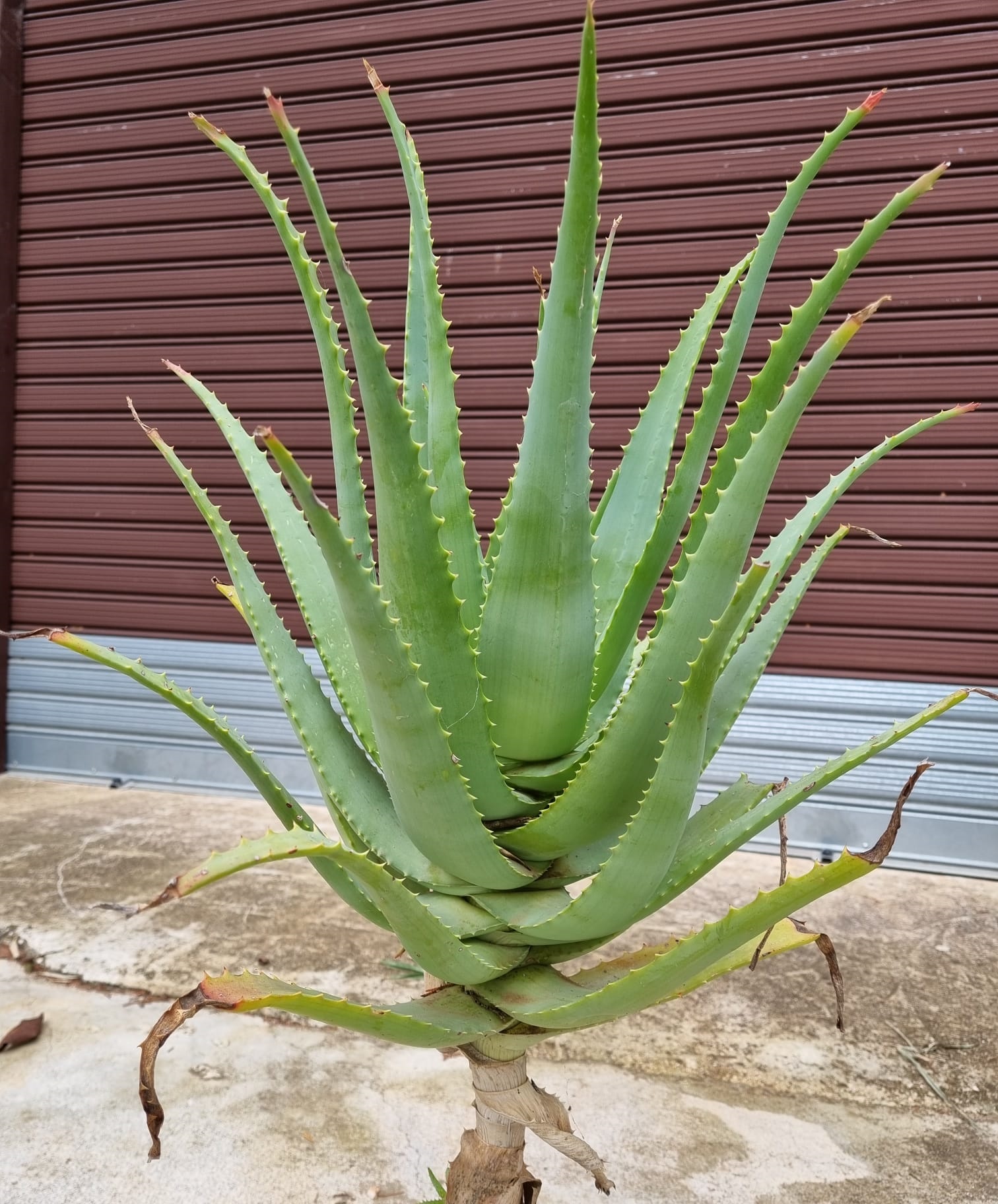 L'energia delle piante Aloe Arborescens Miller pianta bio 3 anni