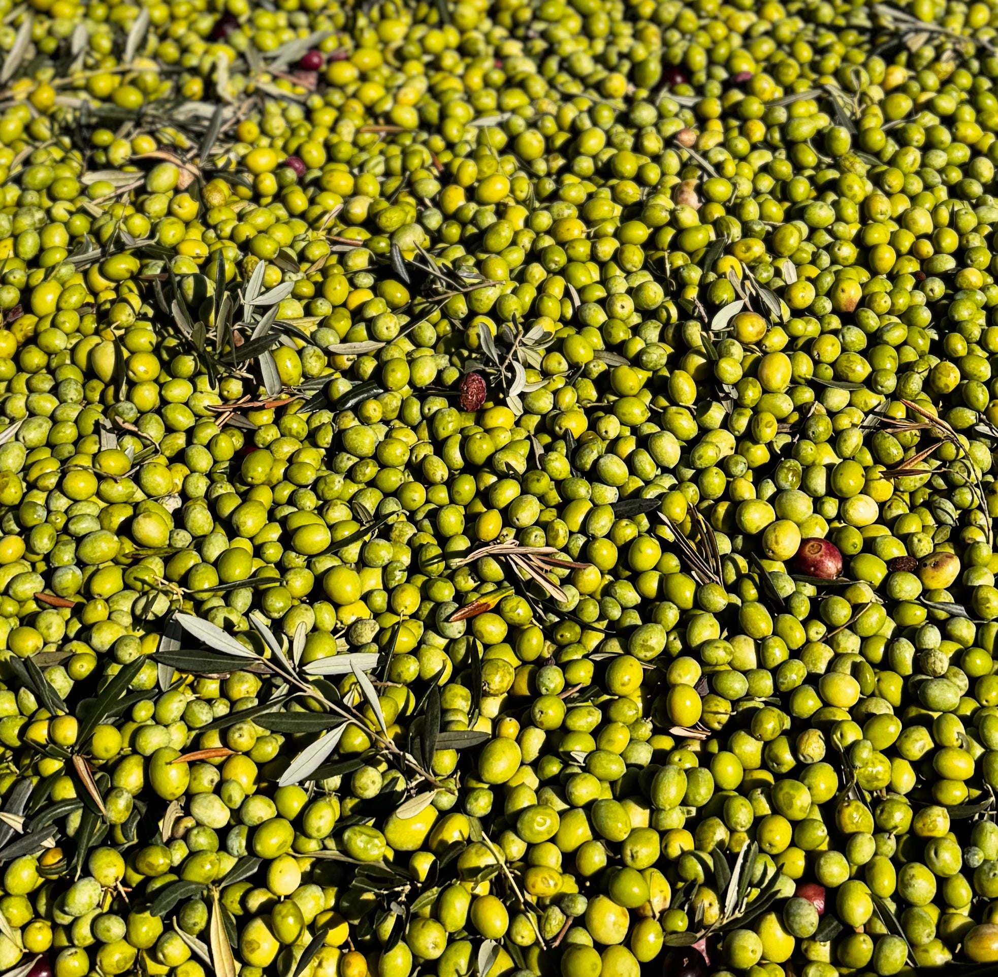 Teo Natura Olive Oil Olio EVO Bio 1 Litro Latta
