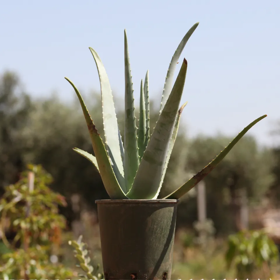 Teo Natura Piante e Foglie Pianta Aloe Vera Biologica 5 Anni