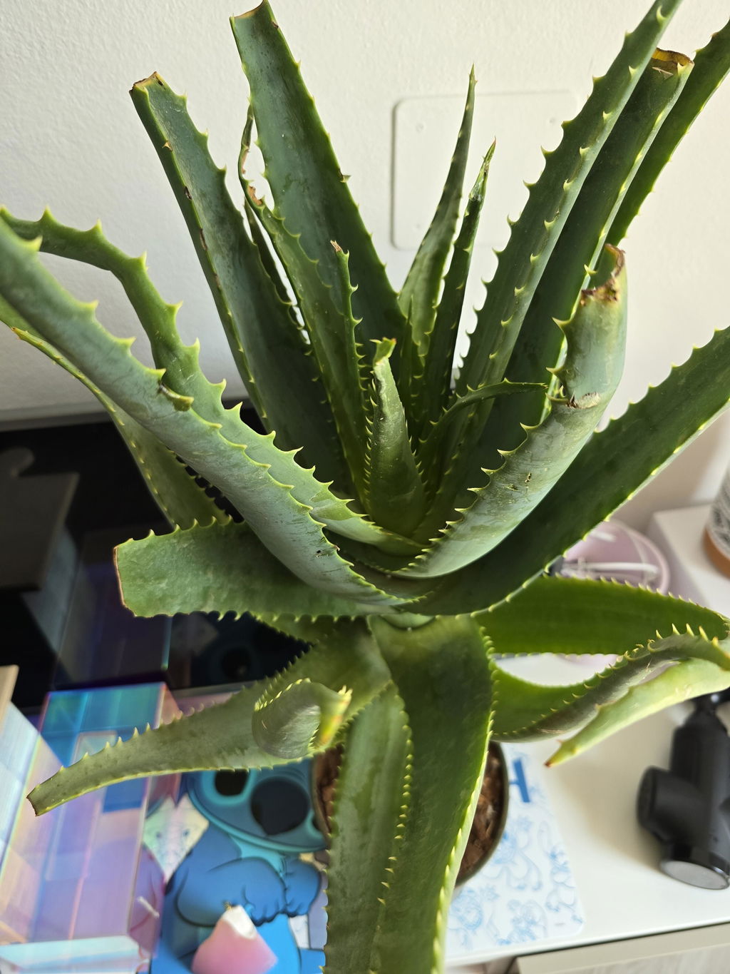 Teo Natura Piante e Foglie Pianta Aloe Arborescens Foglia Larga