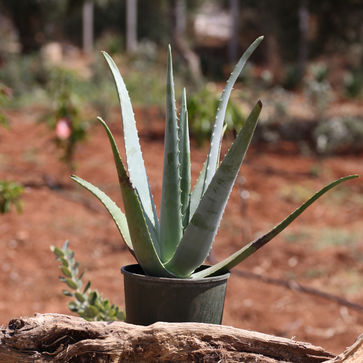 Teo Natura Piante e Foglie Pianta Aloe Vera Biologica 5 Anni