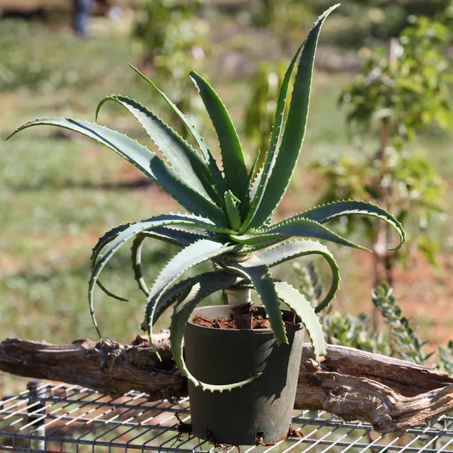 Teo Natura Piante e Foglie Aloe Arborescens pianta in vaso