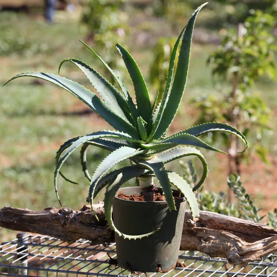 Teo Natura Piante e Foglie Aloe Arborescens pianta in vaso