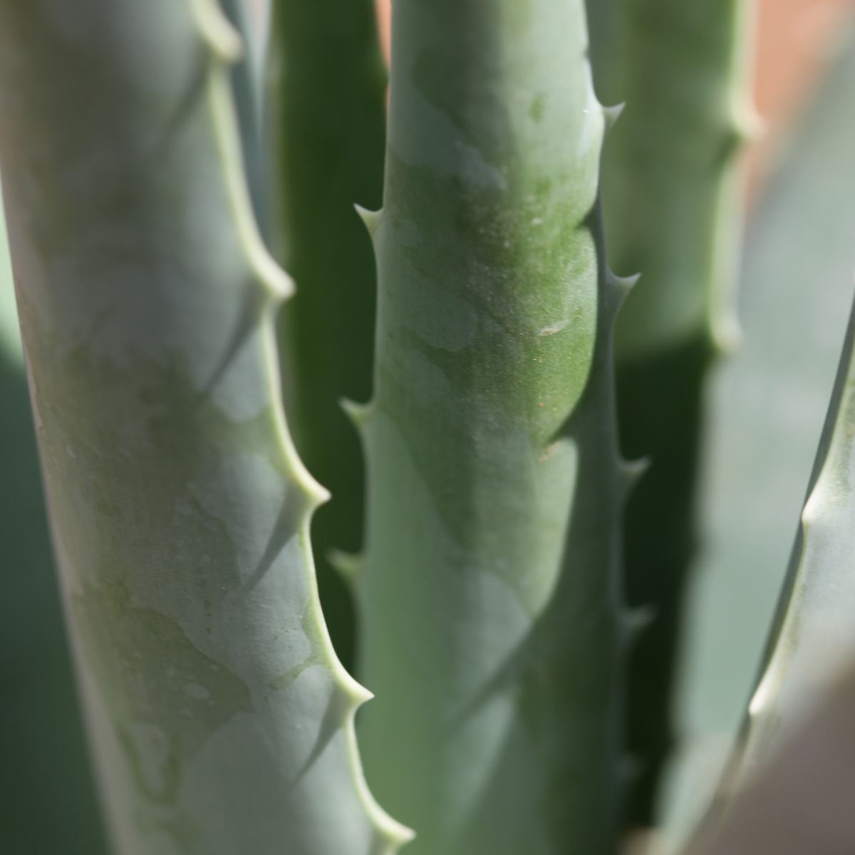 Teo Natura Piante e Foglie Pianta Aloe Vera Biologica 5 Anni