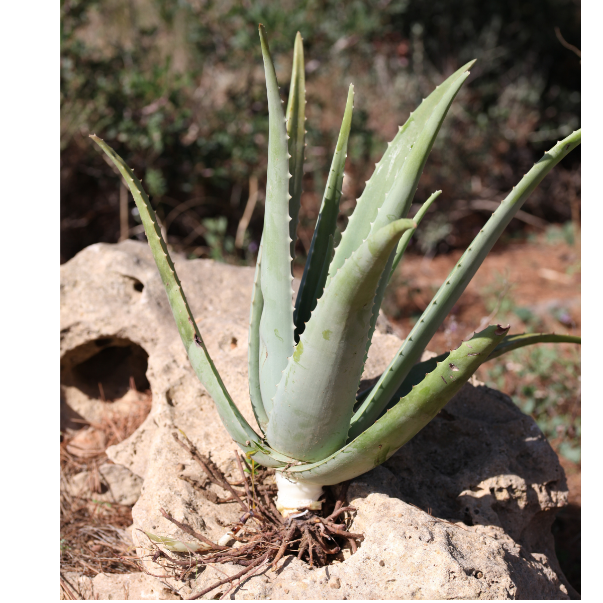 Teo Natura Piante e Foglie Aloe Vera Bio Radice Nuda